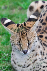 Serval cat (Leptailurus serval), sitting on green grass field, with closed eyes, head portrait