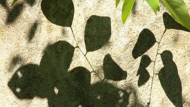 Leaves  shadow on the wall, Chiangmai  Thailand
