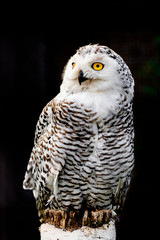 snowy owl (Bubo scandiacus) sitting on a wooden log and looking to the left , with dark background