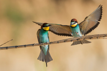 European bee-eater colony from Nin, Croatia