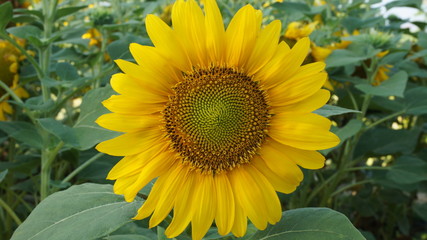 sunflower in garden