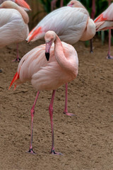 Pink Flamingos in captivity