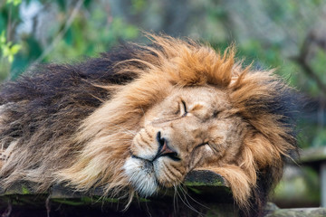 leepy male lion in captivity