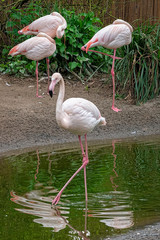 Pink Flamingos in captivity