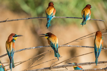 European bee-eater colony from Nin, Croatia