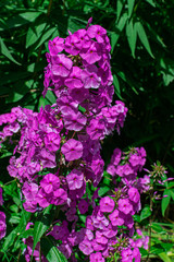 garden phlox (Phlox paniculata), blooming with sunlight and green vegetation background