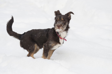 Black shaggy dog frolic on white snow in winter on the street