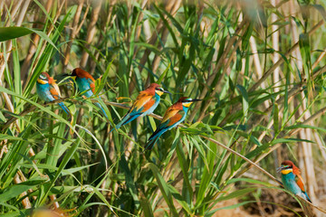 European bee-eater colony from Nin, Croatia