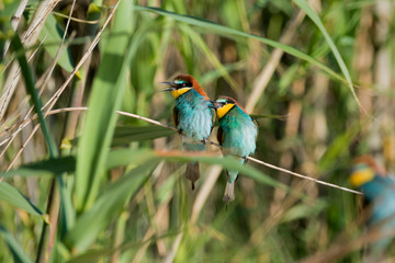 European bee-eater colony from Nin, Croatia