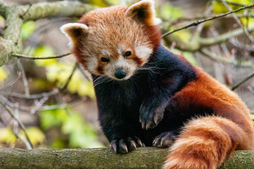 UK, Bristol - April 2019: Red Panda perched up in a tree