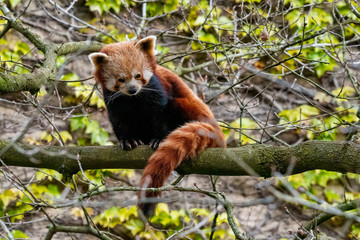 Red Panda perched up in a tree