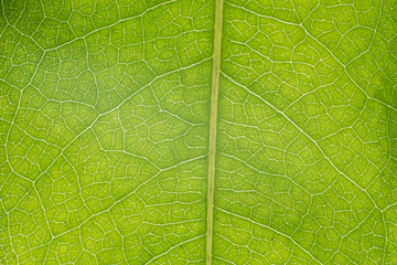 texture of green leaf