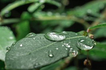 water drops on green leaf