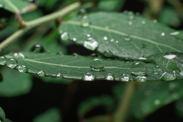 drops on green leaf