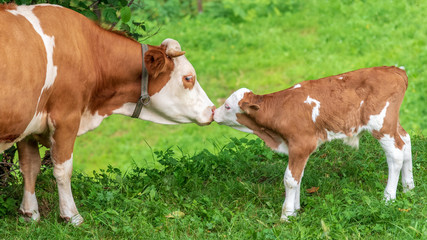 Fototapeta na wymiar Mama cow and her son calf kissing