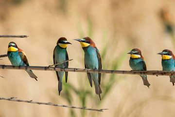 Fototapeta premium European bee-eaters (Merops apiaster) perched on branch in Croatia