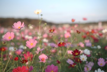 日本の秋 コスモス畑 風車 千葉県 佐倉市 絶景 お花10