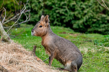 Patagonian Mara in captivity