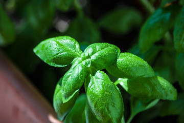grow fresh green basil leaves soft focus close up