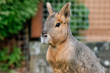 Patagonian Mara in captivity