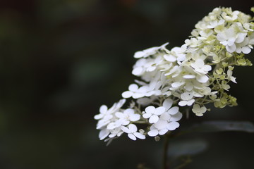 white blooms