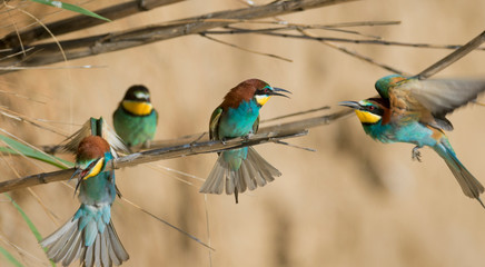 Obraz premium European bee-eater colony from Nin, Croatia
