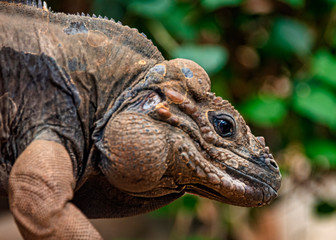 Rhinoceros iguana in captivity, close up