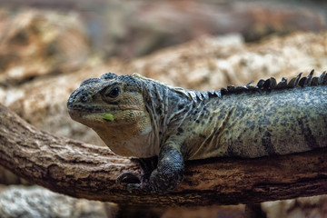 Utilla Spiney-tailed Iguana basking on a branch