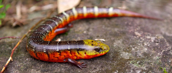 Salamander lizard sitting on a stone