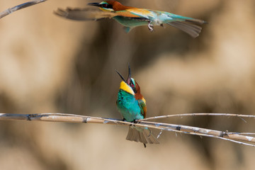 European bee-eater colony from Nin, Croatia
