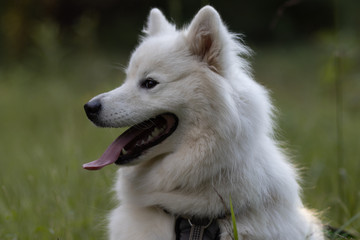 Obraz premium happy samoyed dog