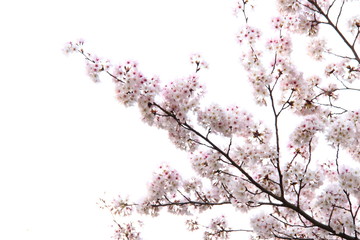 桜156