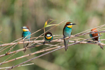 European bee-eater colony from Nin, Croatia