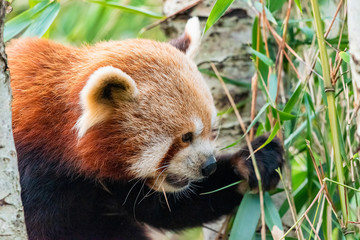Red panda easting bamboo