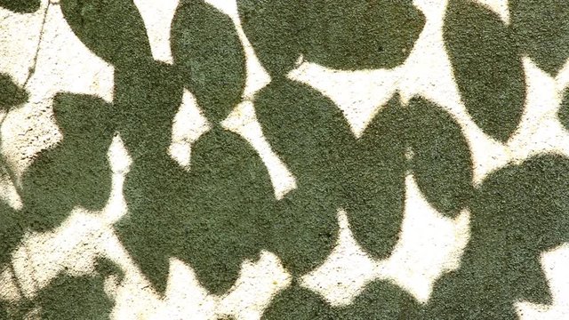 Leaves  shadow on the wall, Chiangmai  Thailand
