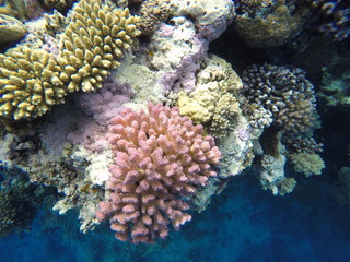 Obraz premium coral reef with tropical fish