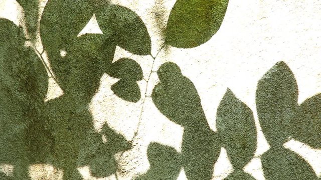 Leaves  shadow on the wall, Chiangmai  Thailand