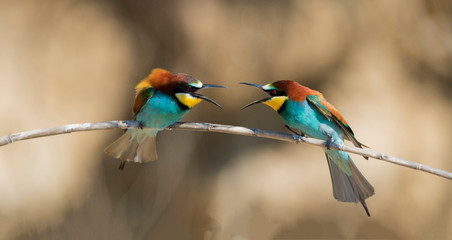 European bee-eater colony from Nin, Croatia