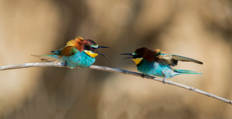 European bee-eater colony from Nin, Croatia