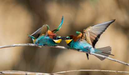 European bee-eater colony from Nin, Croatia