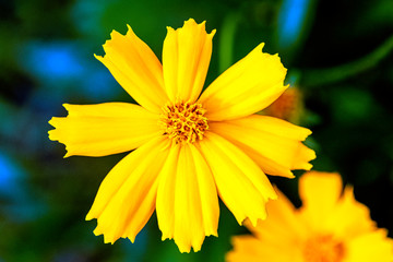 Cosmos bipinnatus, commonly called the garden cosmos or Mexican aster