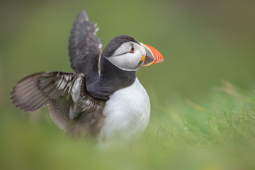 Atlantic puffin stretching his wings