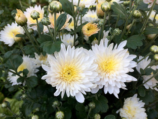 White chrysanthemum flowers in the garden © hollia