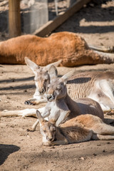 Family of red kangaroos