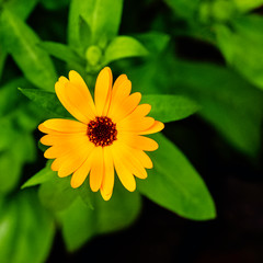 Dimorphotheca ecklonis or Osteospermum, also known as cape marguerite, Van Staden's or Sundays river daisy, blue-and-white daisy bush, star of the veldt