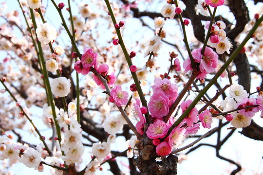 Kahvalti Takimi Modelleri Mutfak 32 Parca Spring Blossom Kahvalti Seti 78 05 Tl Indirimde