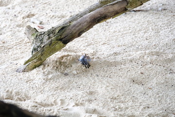 Beach crab