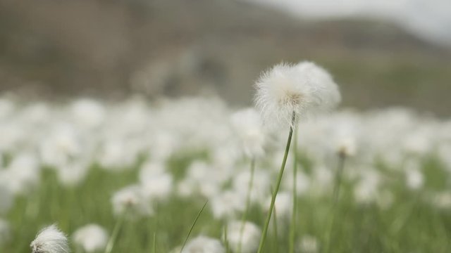 Closeup, Eriophorum cotton grass wild flower in Norwegian subarctic countryside