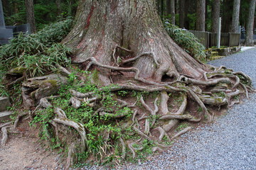 木の根11