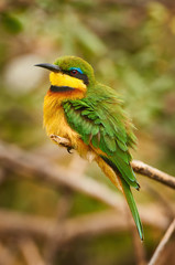Little Bee-eater (Merops pusillus)